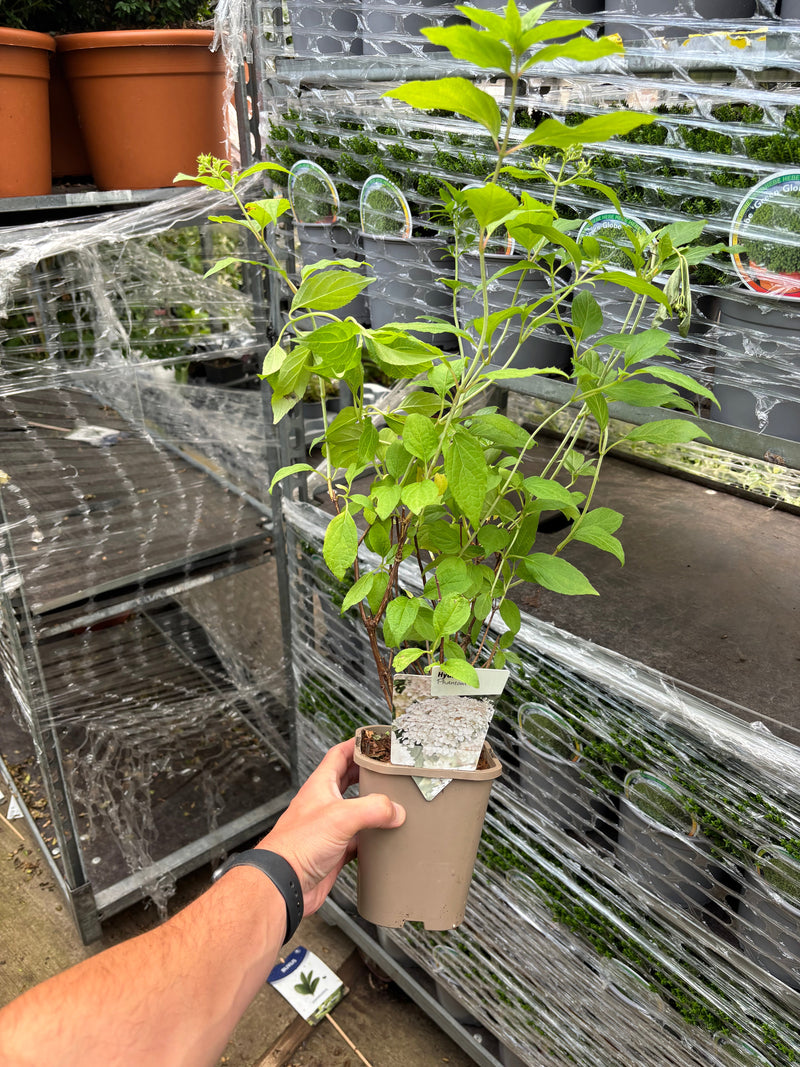 Hydrangea paniculata Phantom 1L (30-40cm inc. pot) -