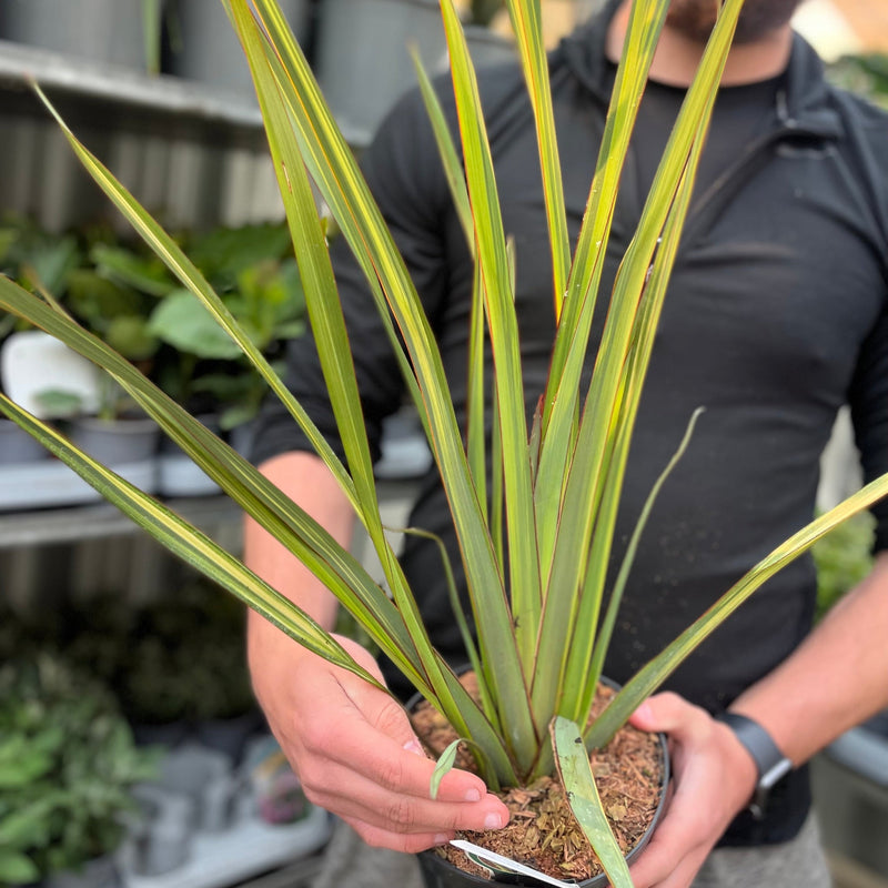 Phormium 'Apricot Queen' 2L (50-60cm inc. pot) -