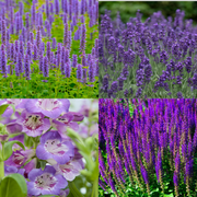 4 x Purple Flowering Perennials – 9cm Pots -