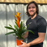 Guzmania amaretto - Yellow / Orange -