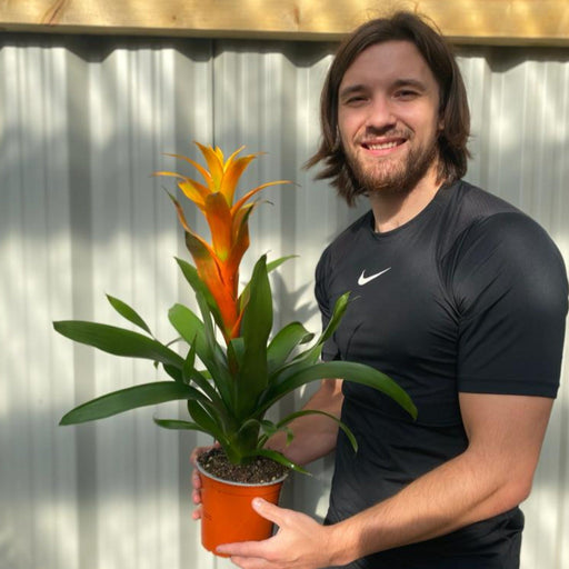 Guzmania amaretto - Yellow / Orange -