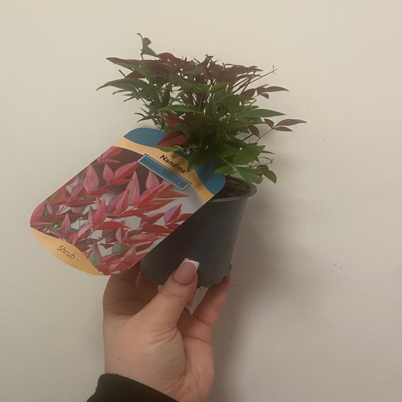 Nandina domestica 'Obsessed' 9cm / 3L -