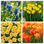 Fragrant/Scented Bulb Mix (40+ Bulbs) -