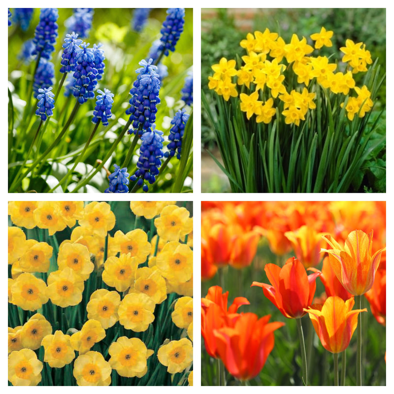 Fragrant/Scented Bulb Mix (40+ Bulbs) -