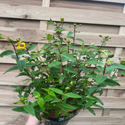 Hypericum Hidcote' 9cm / 3.5L