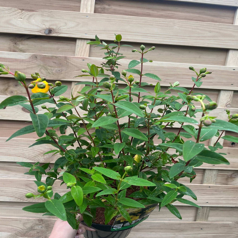 Hypericum Hidcote' 9cm / 3.5L