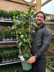 Camellia japonica 'Baby Sis' 40-50cm / 100-120cm -