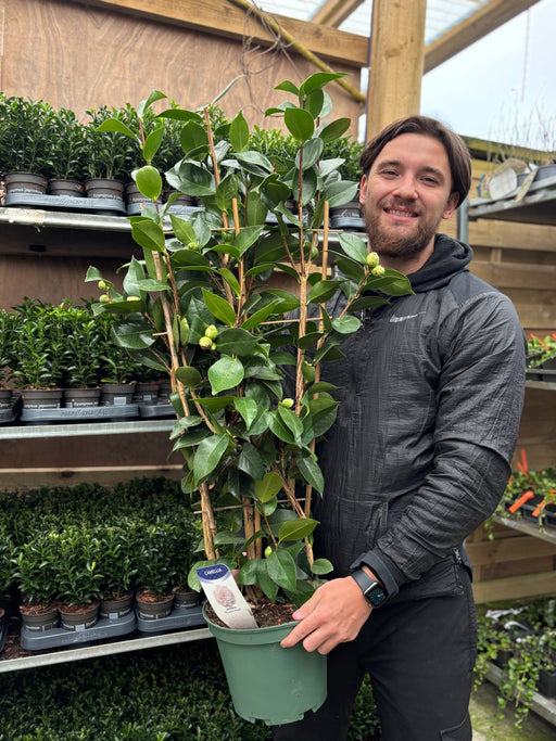 Camellia japonica 'Baby Sis' 40-50cm / 100-120cm -