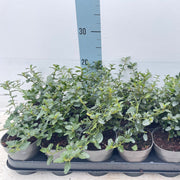 Ceanothus 'Victoria' (Californian Lilac) 9cm/2L/5L/10L -