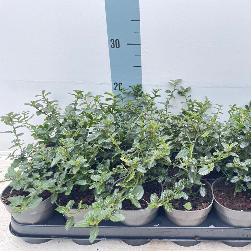 Ceanothus 'Victoria' (Californian Lilac) 9cm/2L/5L/10L -