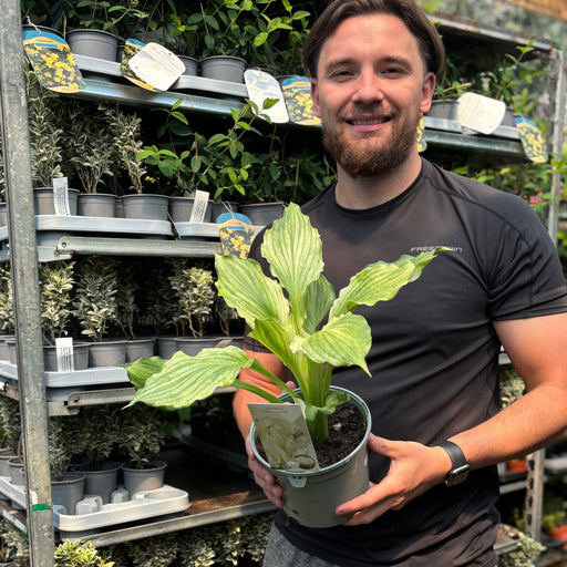 Hosta 'White Feather 2L -