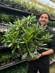 Rhododendron 'Marcel Menard' 2L / 5L -