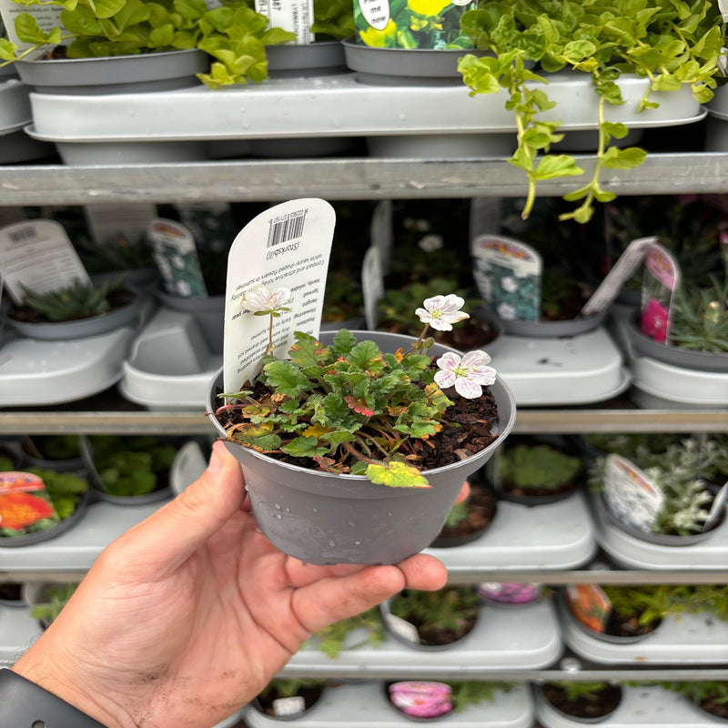 Erodium reichardii Album 9cm -