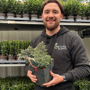 Juniperus squamata 'Blue Star' 2L -