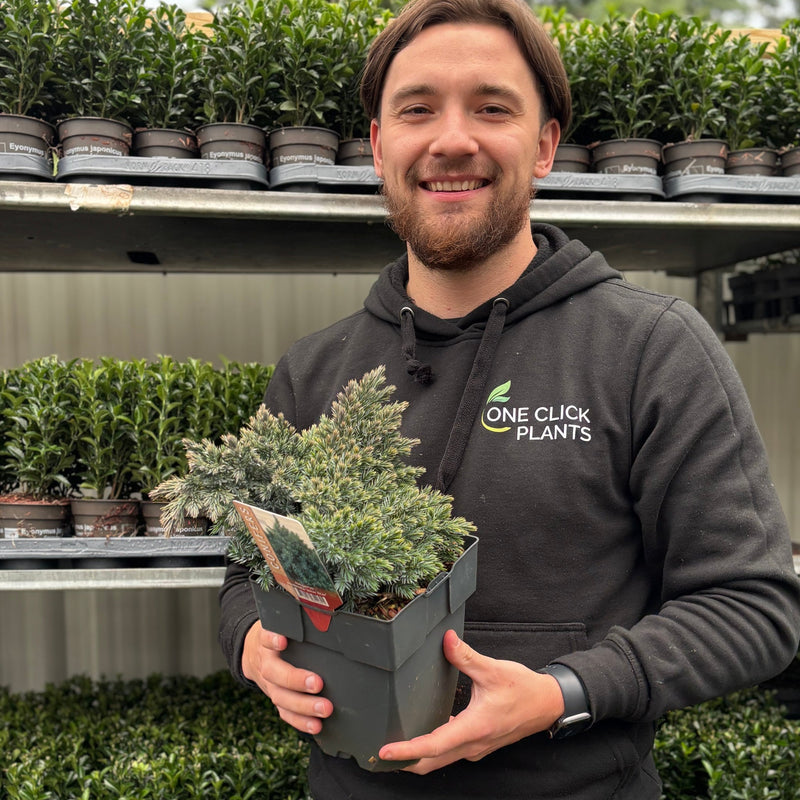 Juniperus squamata 'Blue Star' 2L -