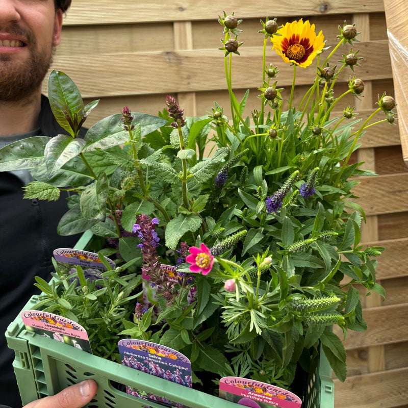 Mystery Box £45 Worth Of Plants (Checkout only offer) - Home & Garden > Plants