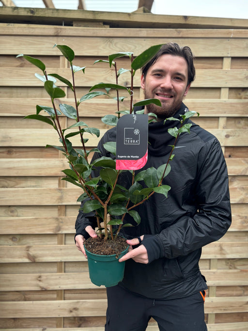 Camellia 'Eugenia de Montinjo' 40-50cm -