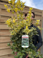 Osmanthus heterophyllus 'Goshiki' (False Holly) 5L 70-80cm -