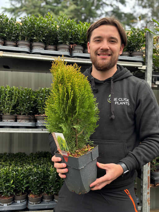 Platycadus orientalis 'Aurea Nana' 2L (40-50cm inc. pot) - Home & Garden > Plants > Indoor & Outdoor Plants > Landscaping & Garden Plants > Garden Plants