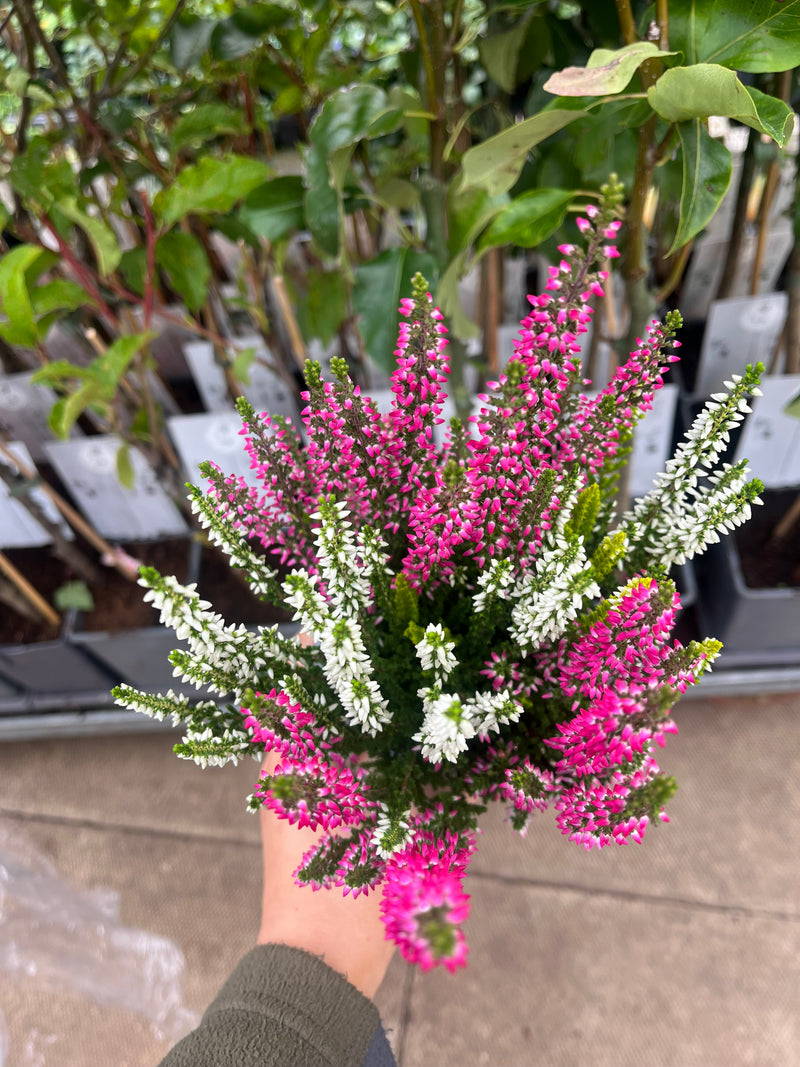Mix of 3 Calluna Heather (9cm Pot) -