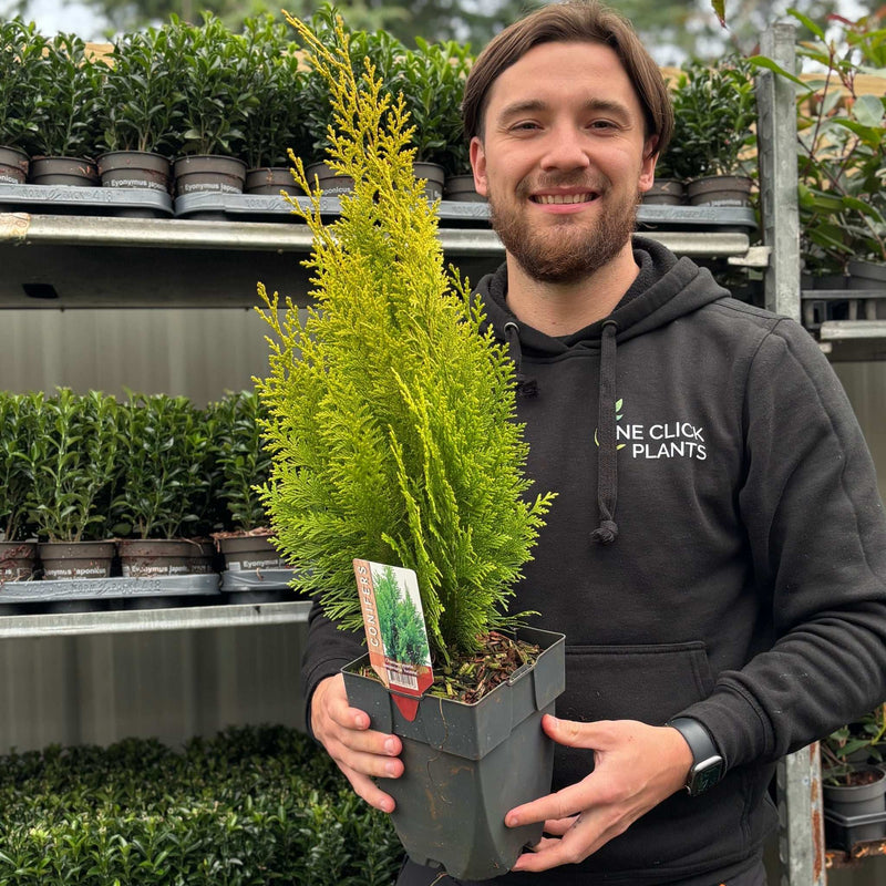 Chamaecyparis lawsoniana 'Ivonne' 2L (50-60cm inc. pot)
