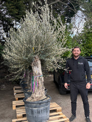 Olive Tree 110L Bonsai Specimen (Girth 40-60cm) 220-240cm Height - Home & Garden