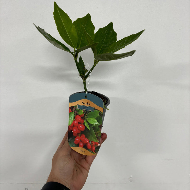 Aucuba japonica 'Rozannie' 9cm / 2L -