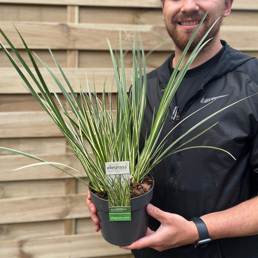 Acorus gramineus 'Argenteostriatus' 1.8L -