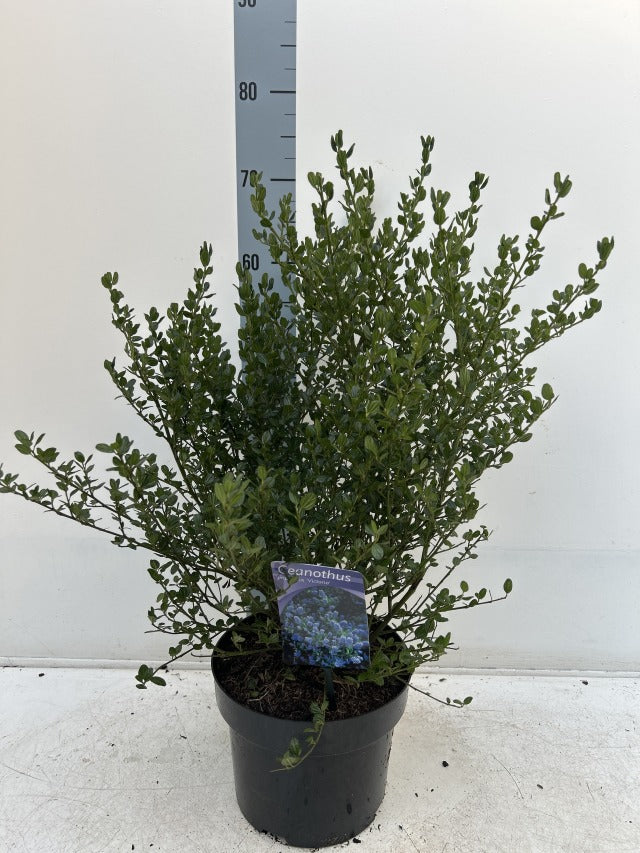 Ceanothus 'Victoria' (Californian Lilac) 9cm/2L/5L/10L -
