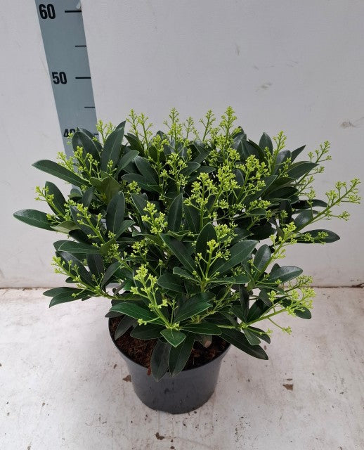 Skimmia japonica 'Finchy' 10.5cm / 2L / 5L -