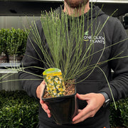 Cytisus 'praecox' 2L -