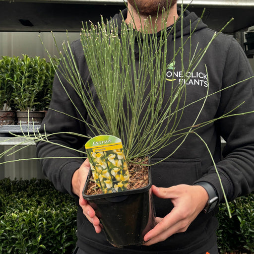 Cytisus 'praecox' 2L -