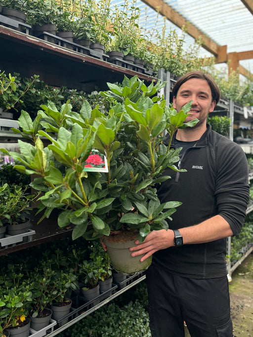 Rhododendron 'Lord Roberts' 5L -