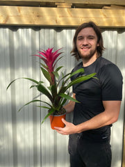 Guzmania amaretto - Pink -