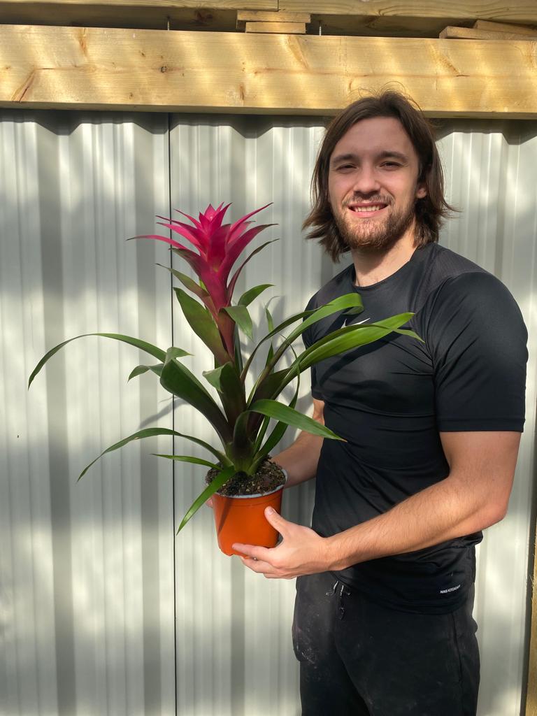 Guzmania amaretto - Pink -