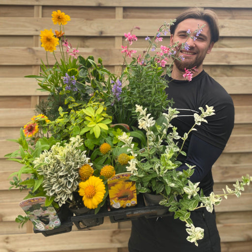 Special Offer: Mixed 9cm Evergreen Shrubs and Herbaceous Perennials (Our Selection) -