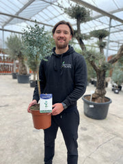 Standard Eucalyptus gunnii 90-100cm -