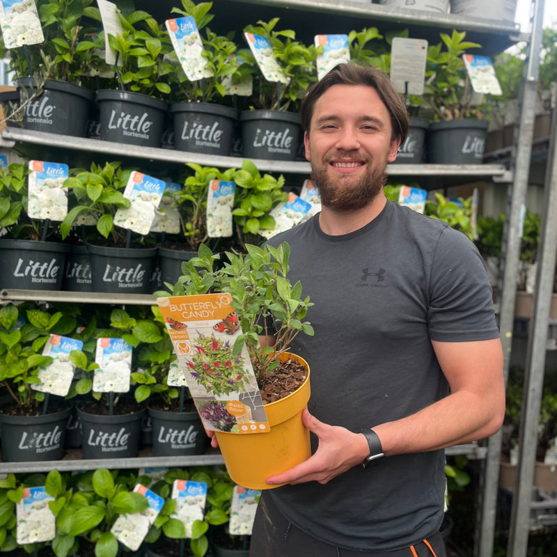 Buddleja 'Festival' Candy Mix 3L -