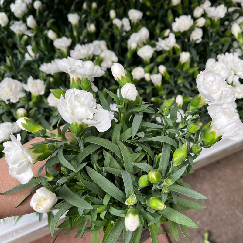 Dianthus White (9cm growers pot) -