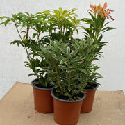 3 x Pieris (3 x 9cm Pots) -