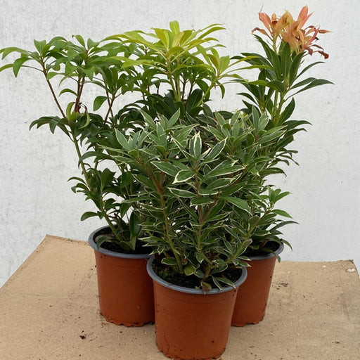 3 x Pieris (3 x 9cm Pots) -