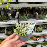 CERASTIUM tomentosum 9cm -