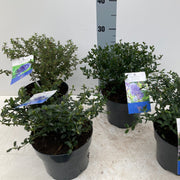 Ceanothus 'Puget Blue' (Californian Lilac) 9cm / 2L -