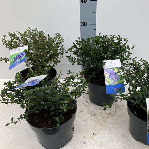 Ceanothus 'Puget Blue' (Californian Lilac) 9cm / 2L -
