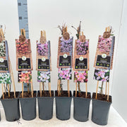 Clematis montana 'Mayleen' 60cm -