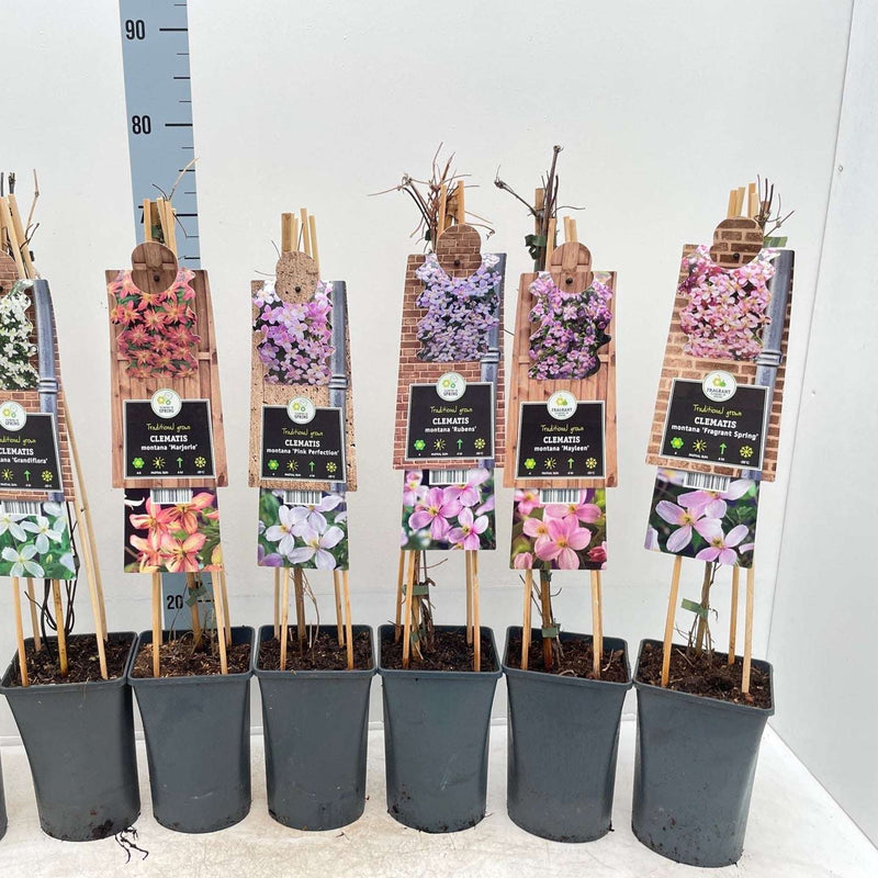 Clematis montana 'Mayleen' 60cm -