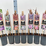 Clematis montana 'Marjorie' 60cm -