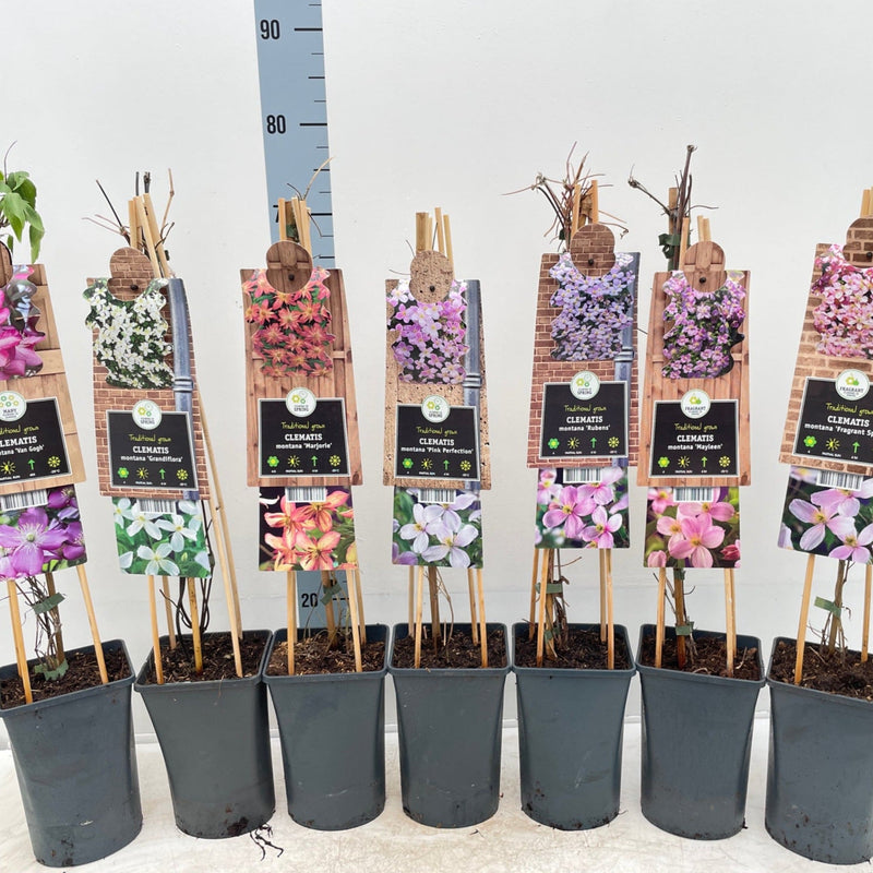 Clematis montana 'Marjorie' 60cm -