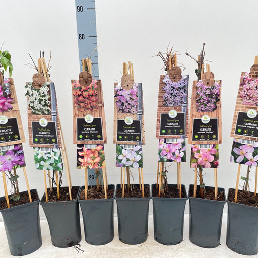 Clematis montana 'Marjorie' 60cm -