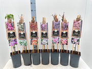 Clematis montana 'Fragrant Spring' 60cm -